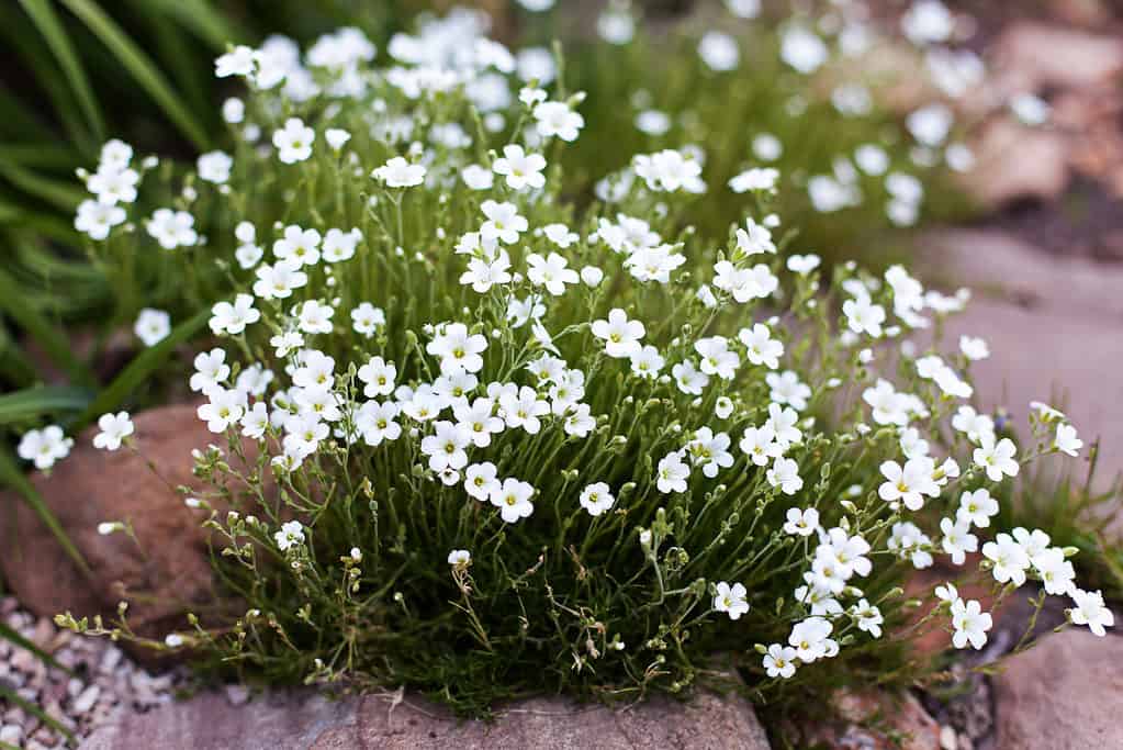 Irish Moss Flower seeds for Planting Garden Favorite Heirloom & GMO Free Seeds for Home Garden