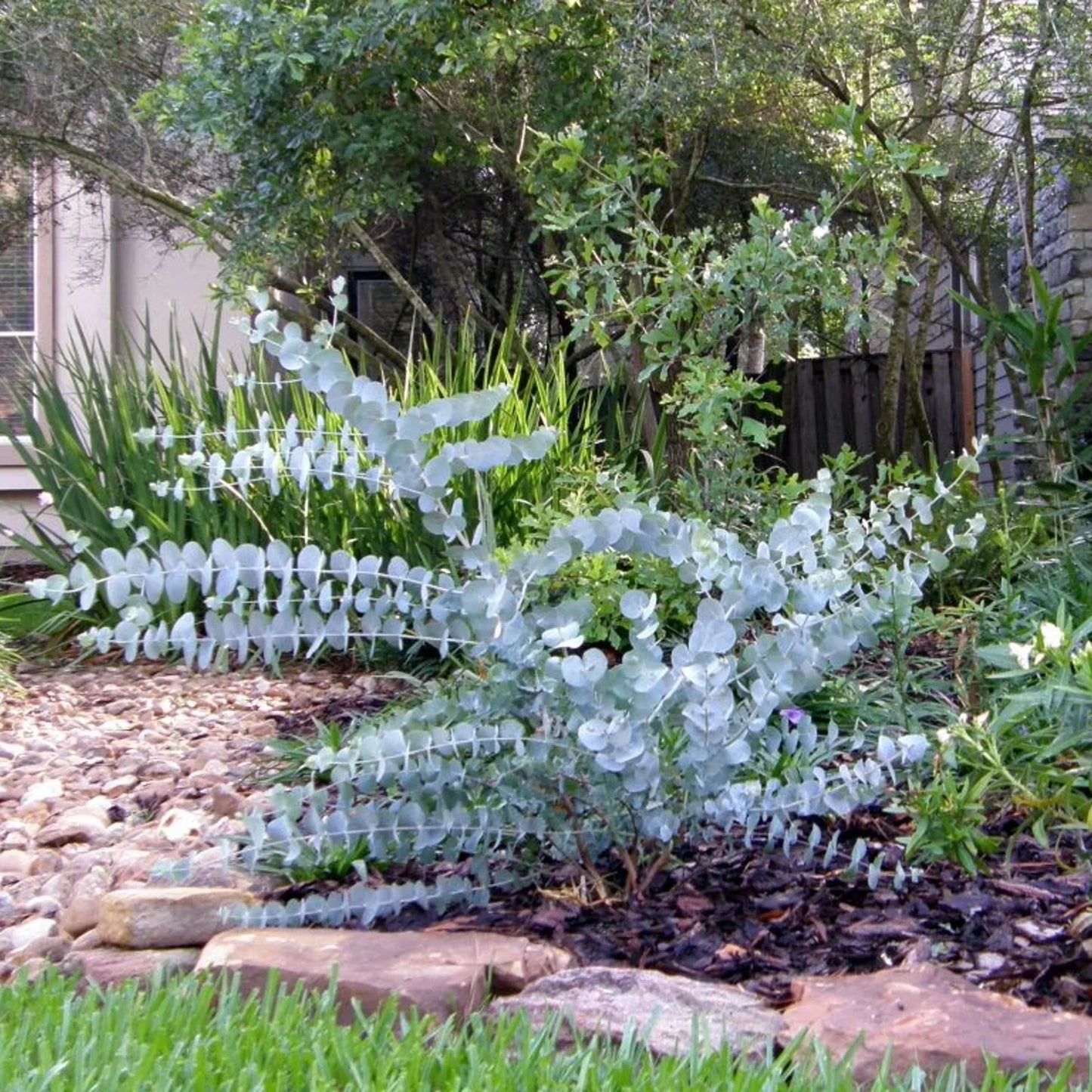 White Perennial Eucalyptus Silver Dollar Flower seeds for Planting Garden Favorite Heirloom & GMO Free Seeds for Home Garden