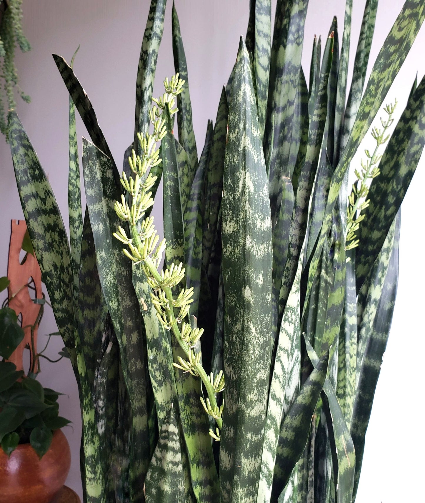 Sansevieria Flower seeds for Planting Premium Quality Heirloom & GMO Free Seeds for Home Garden