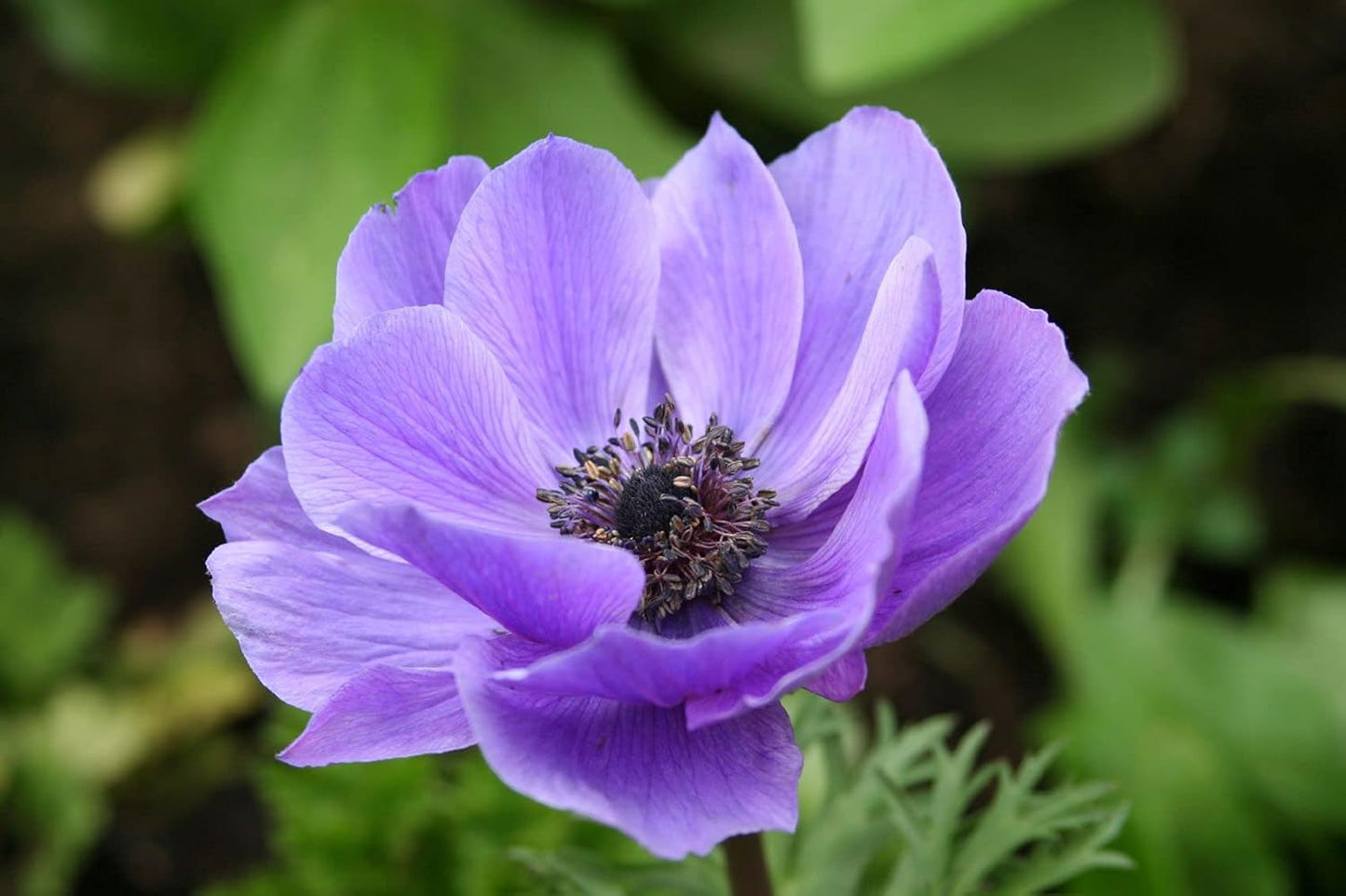 Spring Light Violet Anemone Blooms for Garden Beds