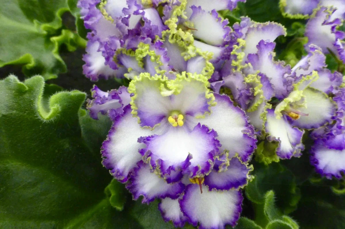 Spring Blooming Saintpaulia White Violet Flowers