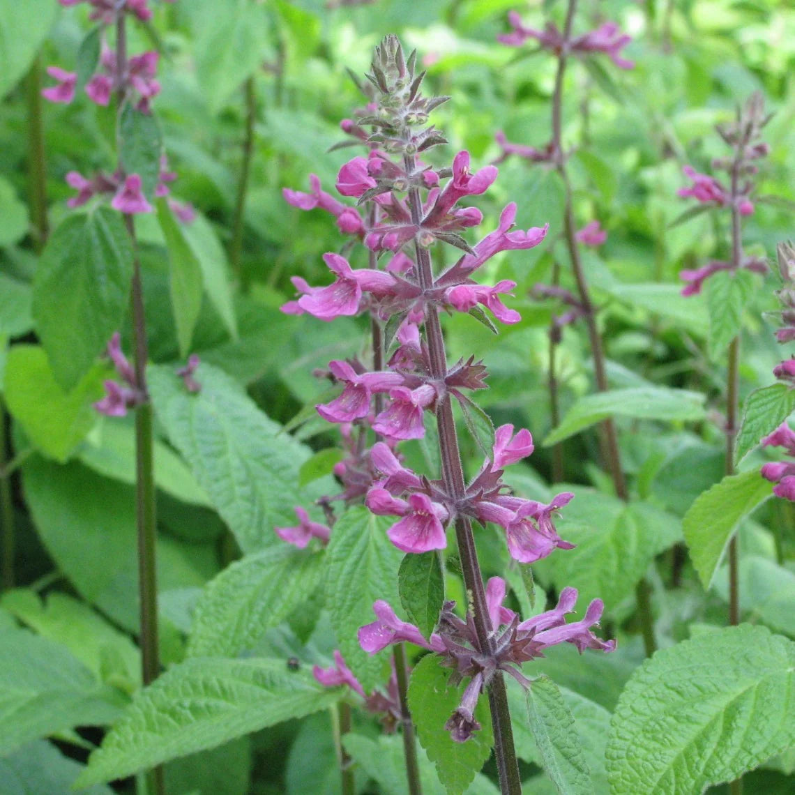 Stachys Flower seeds for Planting Vibrant Colors Heirloom & GMO Free Seeds for Home Garden