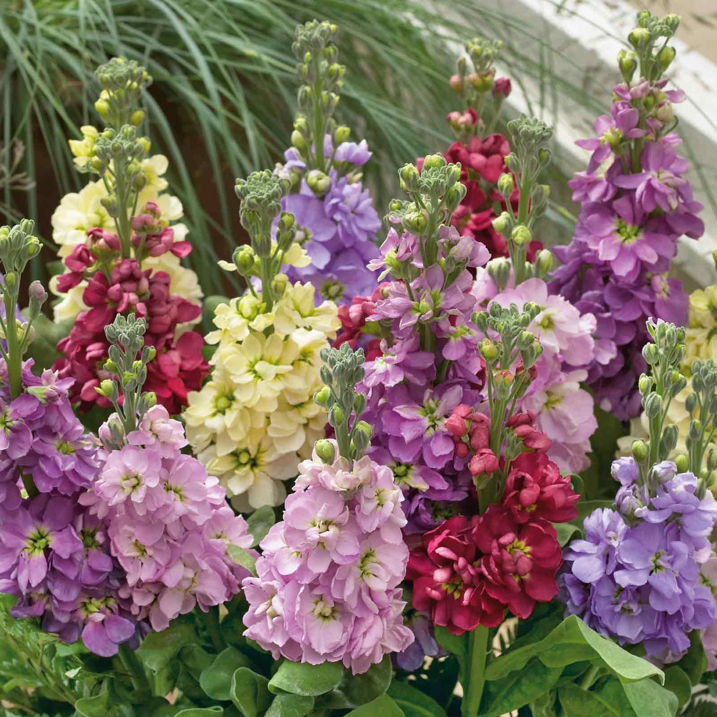 Matthiola Flower seeds for Planting Easy to Grow Heirloom & GMO Free Seeds for Home Garden