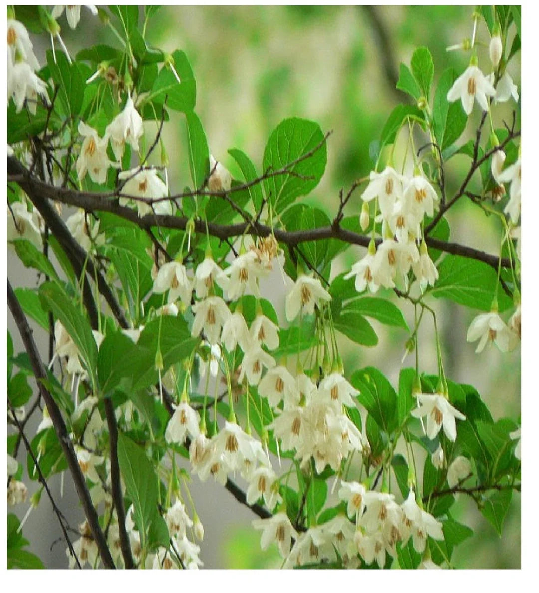Styrax Benzoin Flower seeds for Planting Cottage Garden Essential Heirloom & GMO Free Seeds for Home Garden