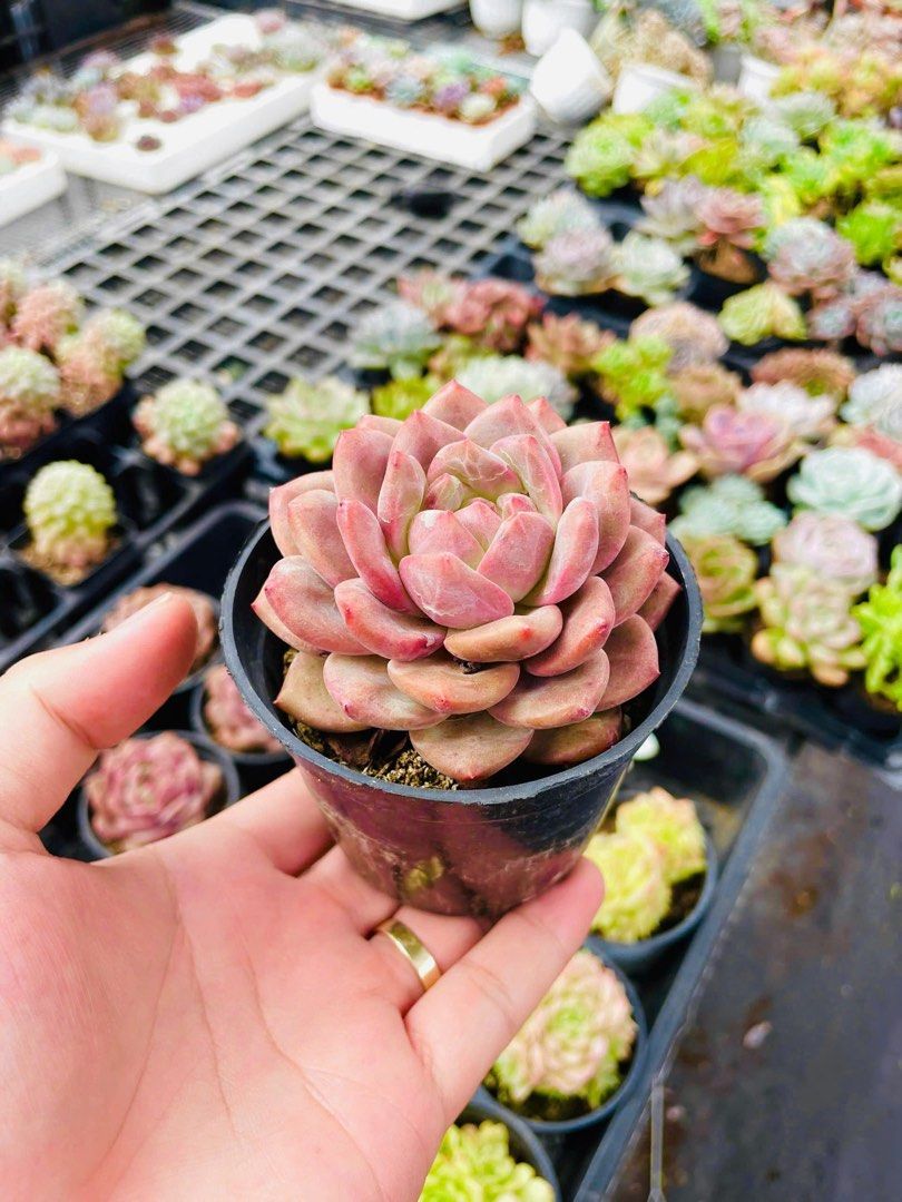 Succulents Plant Seeds Pale Pink