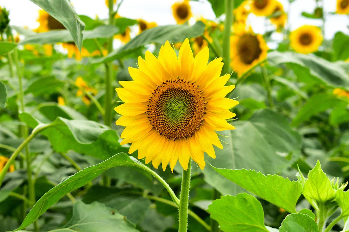 Sunflower Seeds For Planting - Bright Yellow Variety Flower