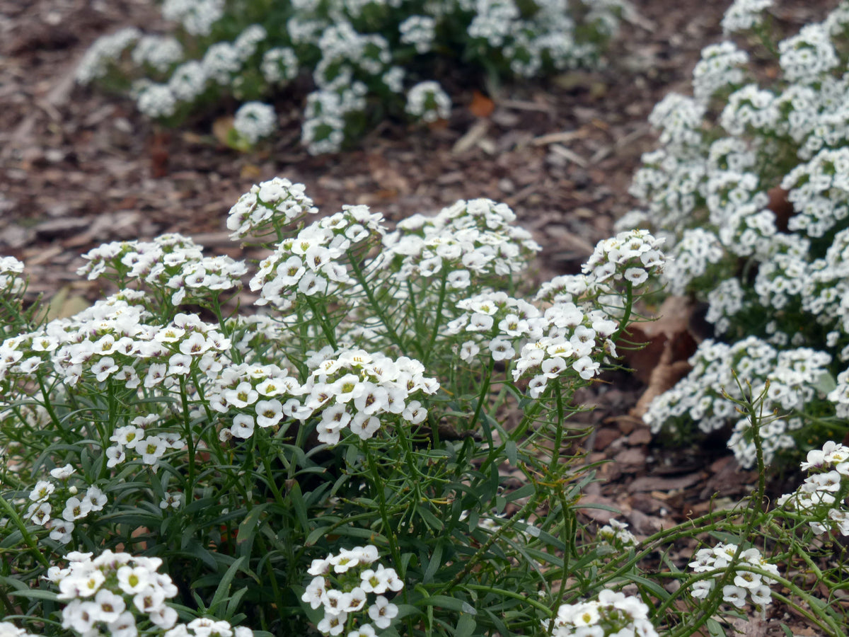 Heirloom White bonnet Flower seeds for Planting Bright Blooms Heirloom & GMO Free Seeds for Home Garden