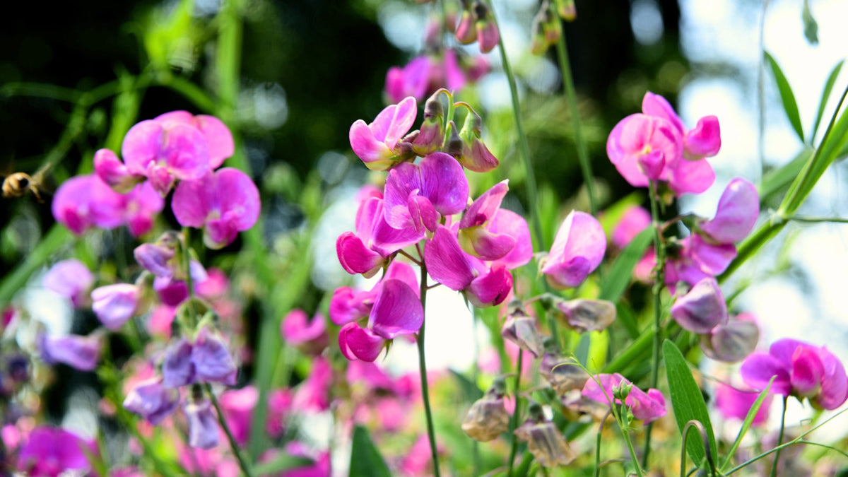 Heirloom Peas Flower seeds for Planting Vibrant Colors Heirloom & GMO Free Seeds for Home Garden