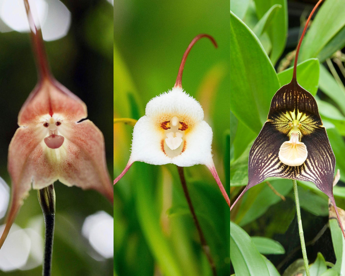 Heirloom Monkey Orchid Flower seeds for Planting Perfect for Borders Heirloom & GMO Free Seeds for Home Garden