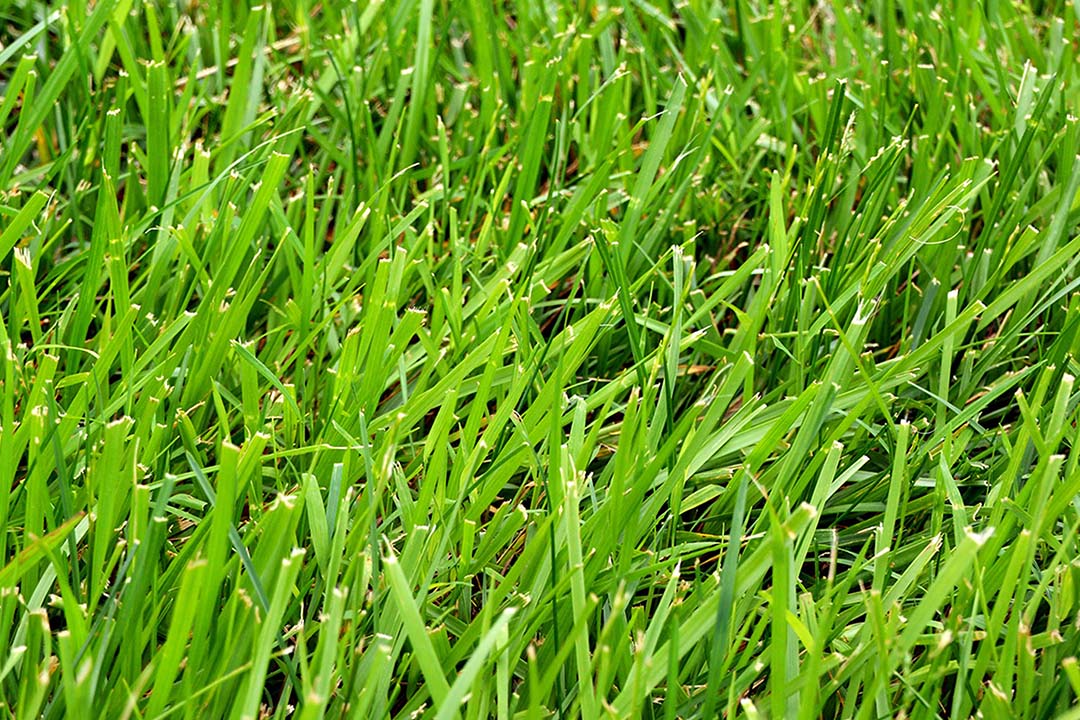 Clumping Fescue Flower seeds for Planting Easy to Grow Heirloom & GMO Free Seeds for Home Garden
Sale for planting in home garden