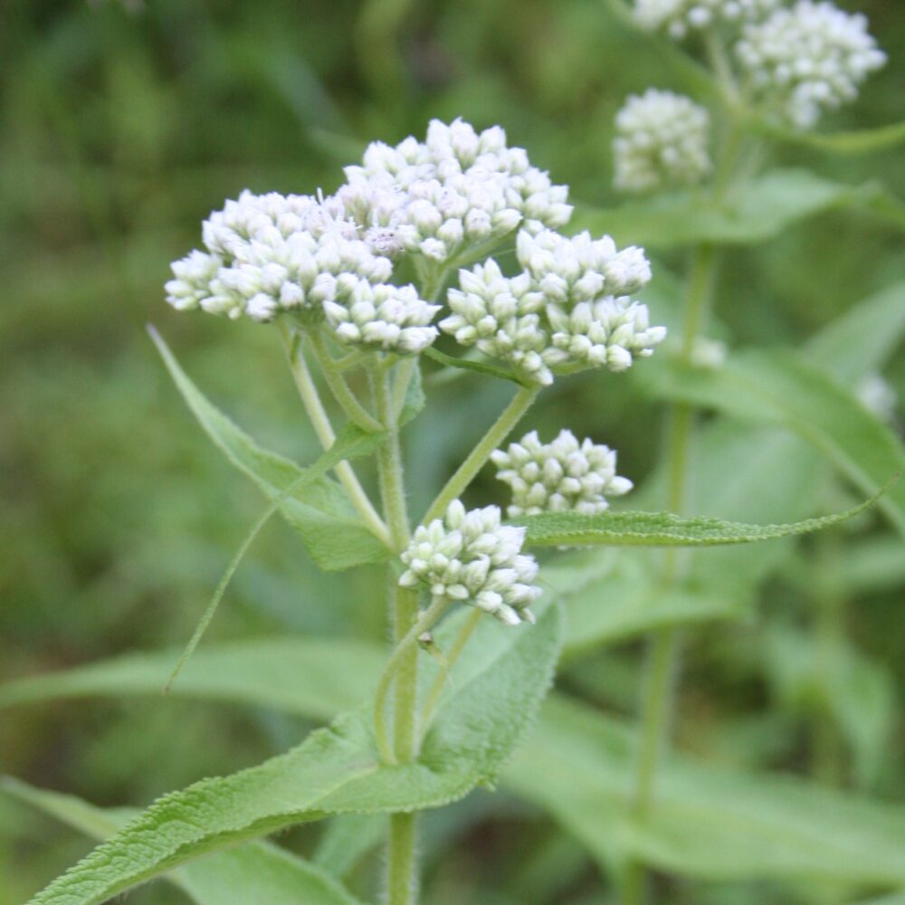 Tall White Boneset plants grown from seeds thriving in moist soil