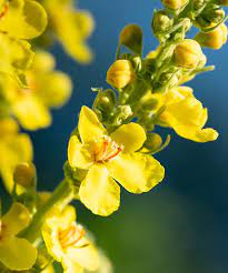 Tall yellow Common Mullein flower spikes