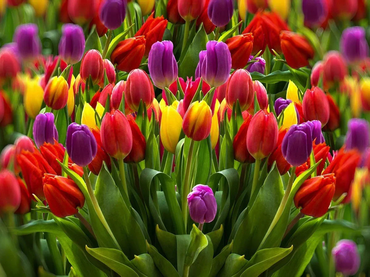 Rainbow Tulip Flower seeds for Planting Premium Quality Heirloom & GMO Free Seeds for Home Garden