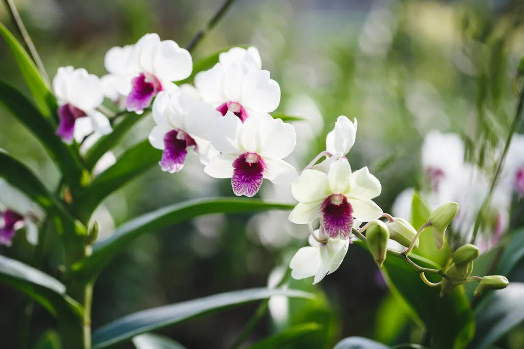 Purple and White Orchid Seeds for Planting