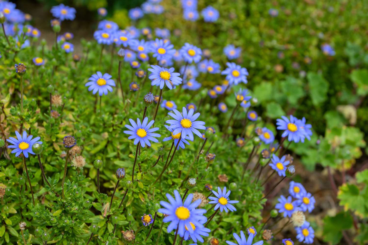 Vibrant Mixed Dassi Seeds For Spring And Summer Planting Flower