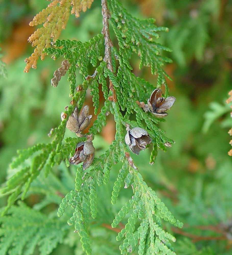 Thuja Plicata Tree Seeds: Planting Guide For Successful Growth