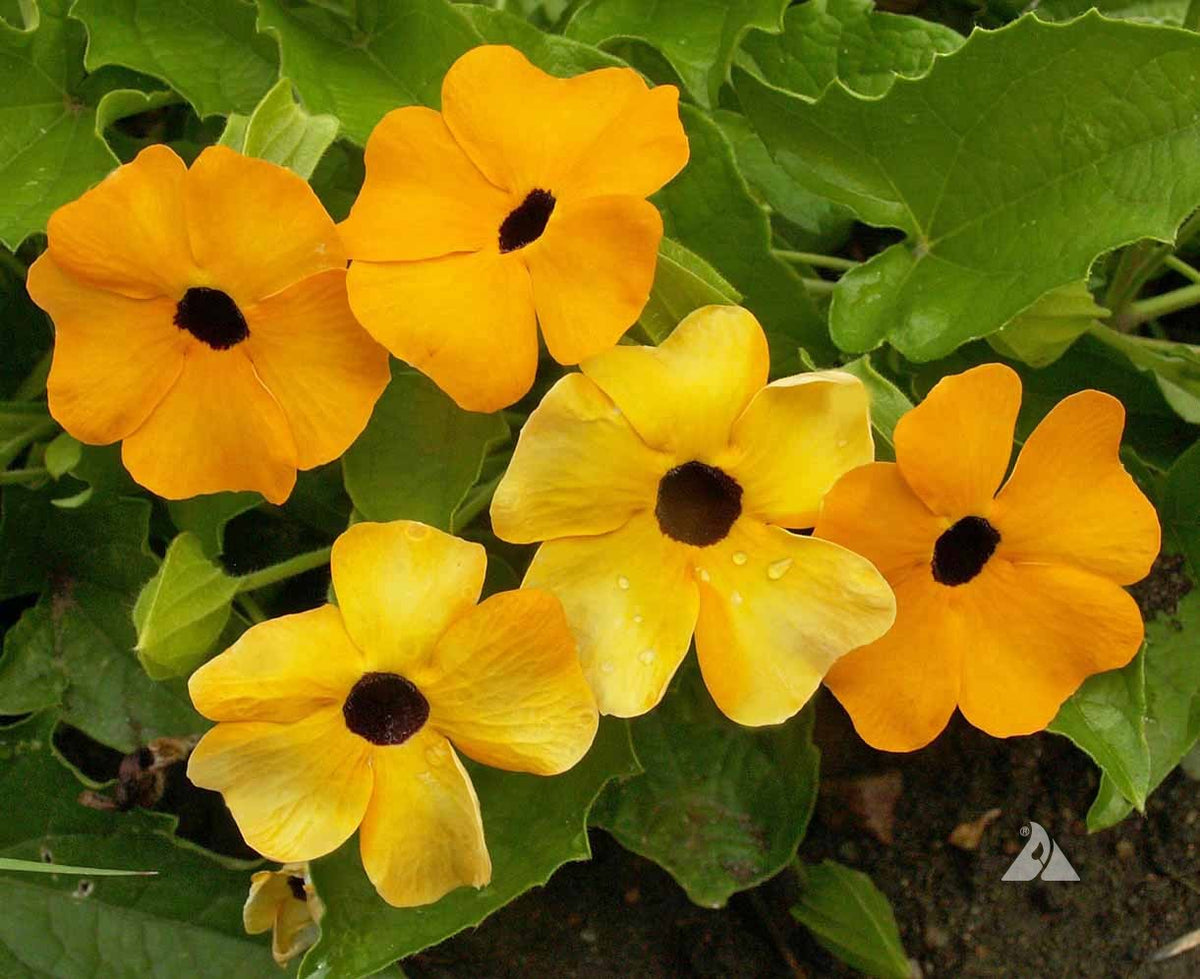 Close-up of Mixed Thunbergia petals