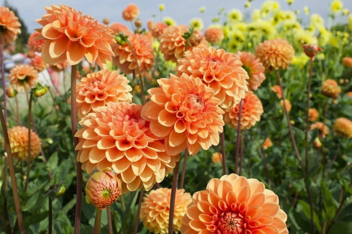 Dahlia Flower seeds for Planting Low Maintenance Heirloom & GMO Free Seeds for Home Garden