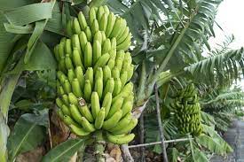 Tropical dark green banana plants grown from seeds