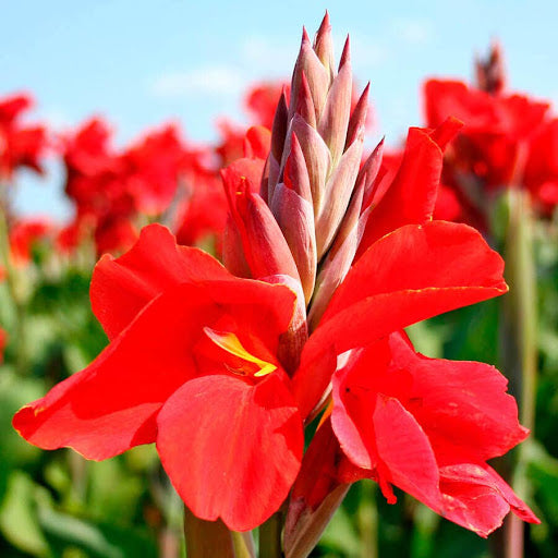 Indica Flower seeds for Planting Hardy Variety Heirloom & GMO Free Seeds for Home Garden