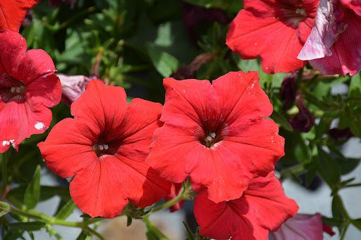 Heirloom Velour Petunia Flower seeds for Planting Pollinator Friendly Heirloom & GMO Free Seeds for Home Garden