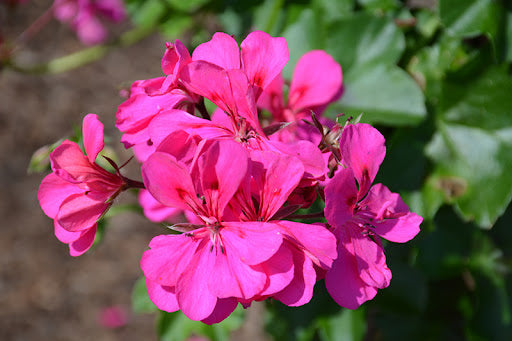 Violet Climbing Geranium Flower Seeds for Planting, Heirloom Non-GMO Organic Garden Seeds