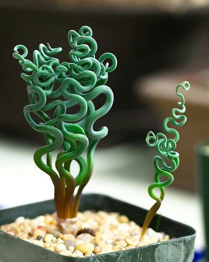 Unique Trachyandra Plant Seeds For Easy Planting