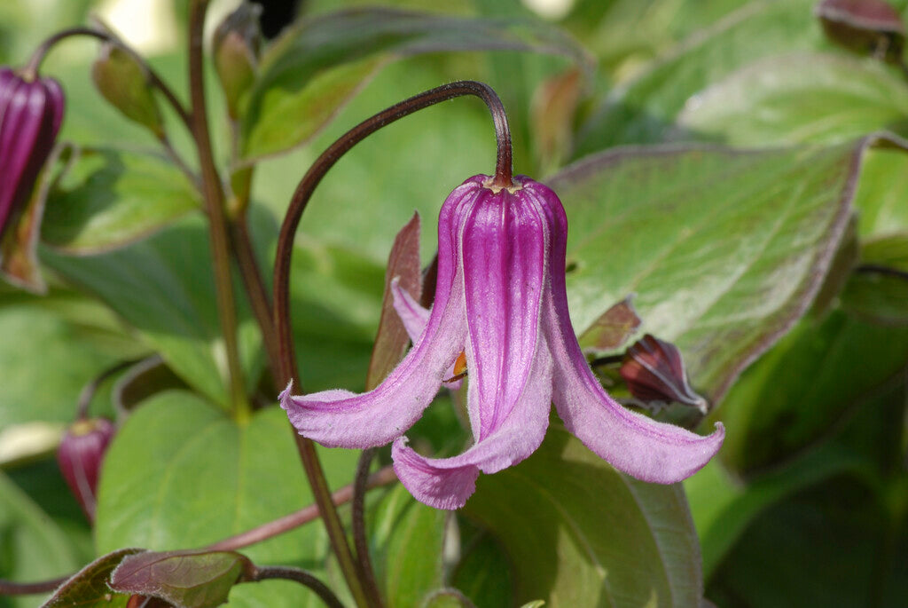 Clematis Reticulata Flower seeds for Planting Low Maintenance Heirloom & GMO Free Seeds for Home Garden