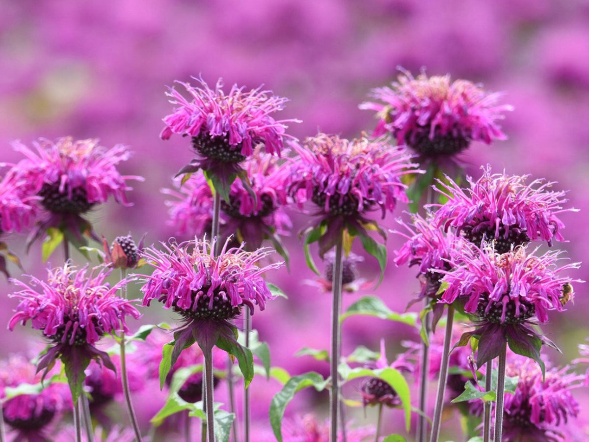 Monarda Flower seeds for Planting Perfect for Borders Heirloom & GMO Free Seeds for Home Garden