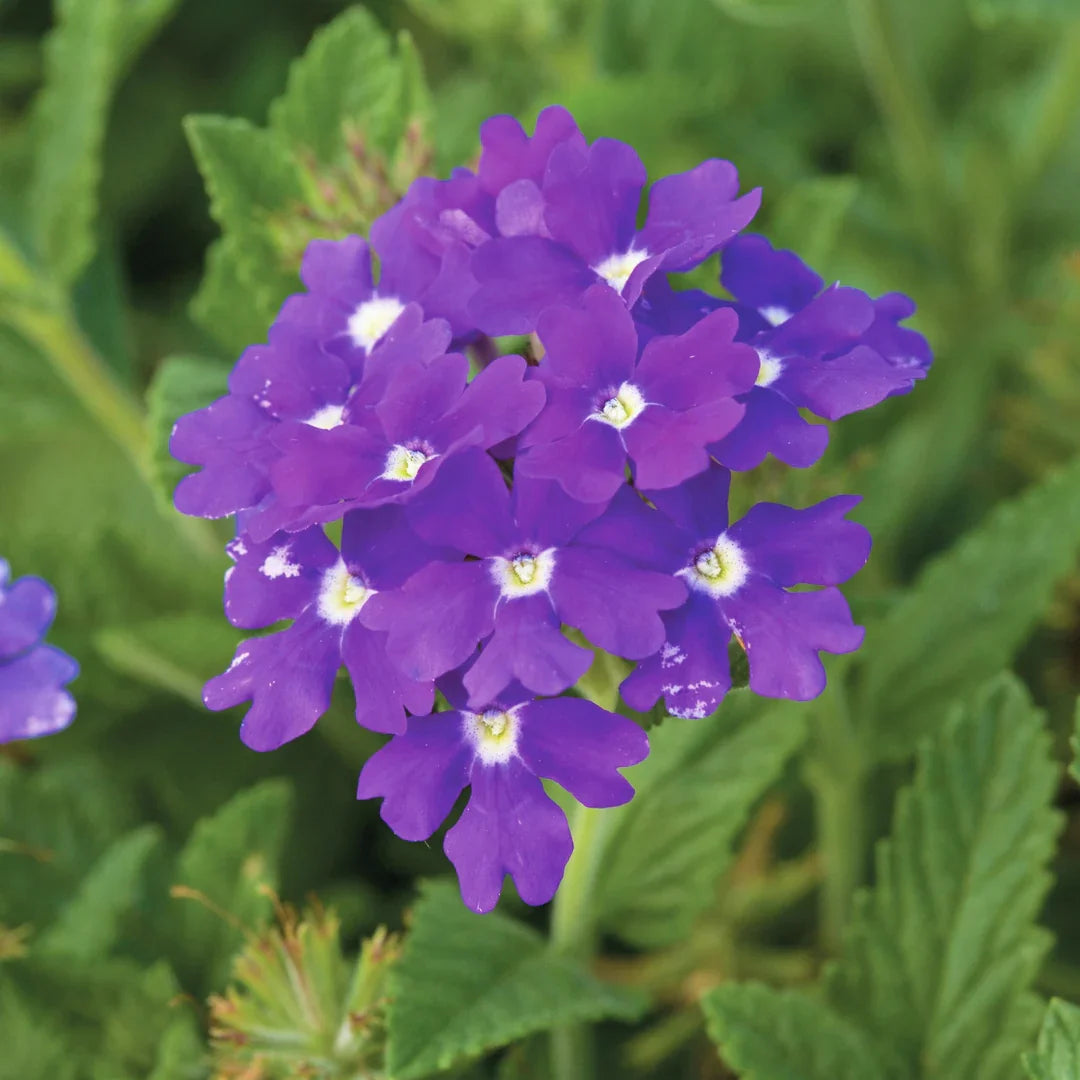 SemiTrailing Verbena Flower seeds for Planting Compact Growth Heirloom & GMO Free Seeds for Home Garden