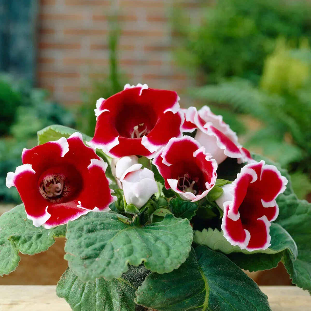 Vibrant Velvet Red White Gloxinia Petals