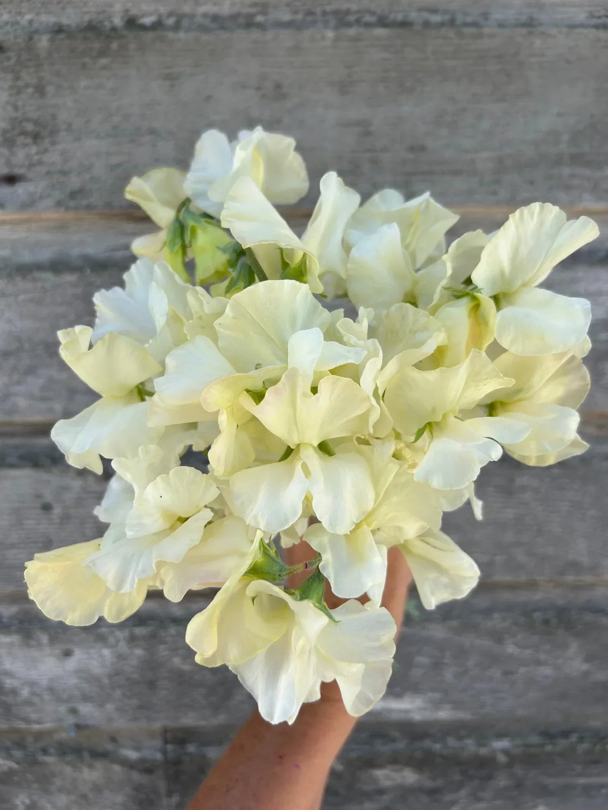 Vibrant Sweet Pea Light Yellow Plants in Full Bloom