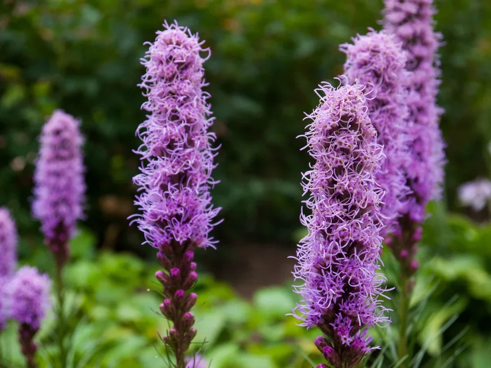 Violet Gayfeather Seeds Planting and Growing Guide