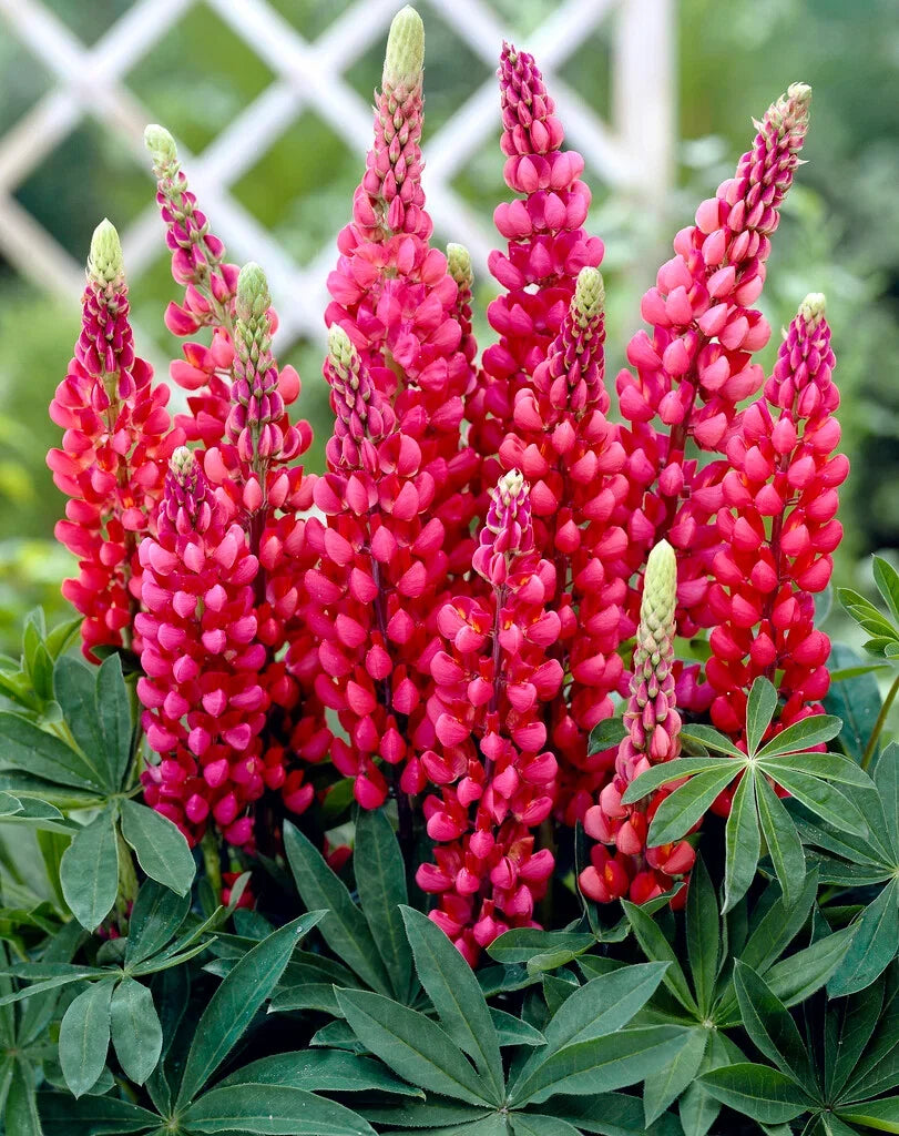 Red Dwarf bonnet Flower seeds for Planting - Perfect for Borders, Heirloom & GMO Free Seeds for Home Garden