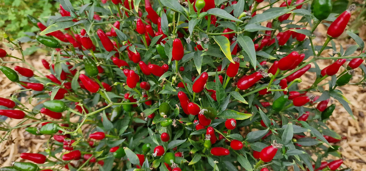 Warm season Thai Hot Pepper seeds planting guide