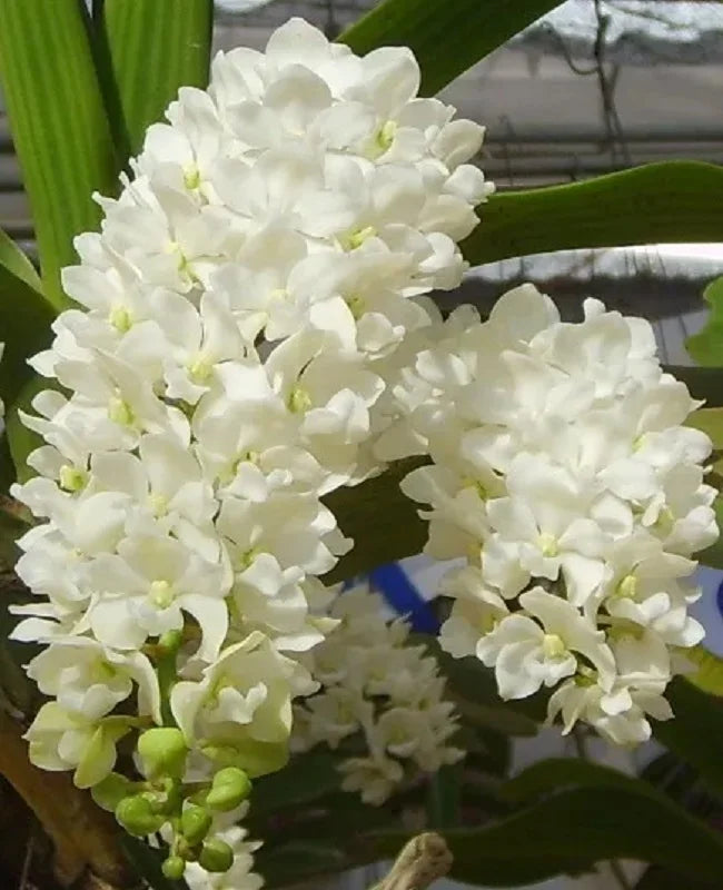 Rhynchostylis Flower seeds for Planting Wildflower Mix Heirloom & GMO Free Seeds for Home Garden