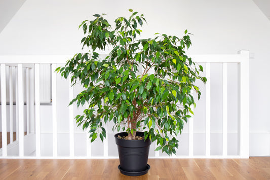 Weeping Fig Seeds Ficus benjamina Benjamin Indian Rubber Tree