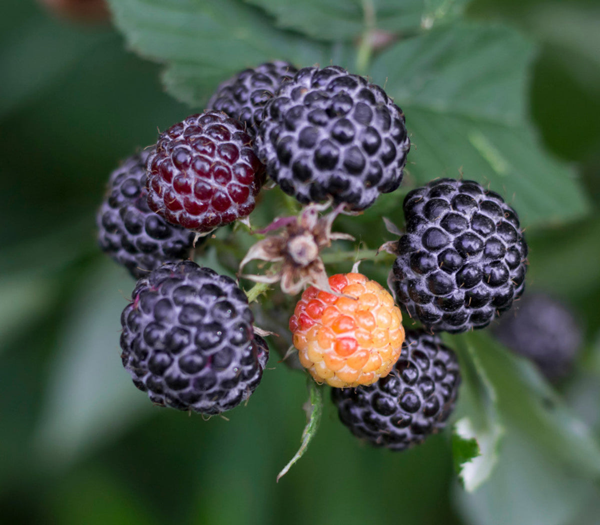 Western Blackcap Raspberry fruits ripening on vine
