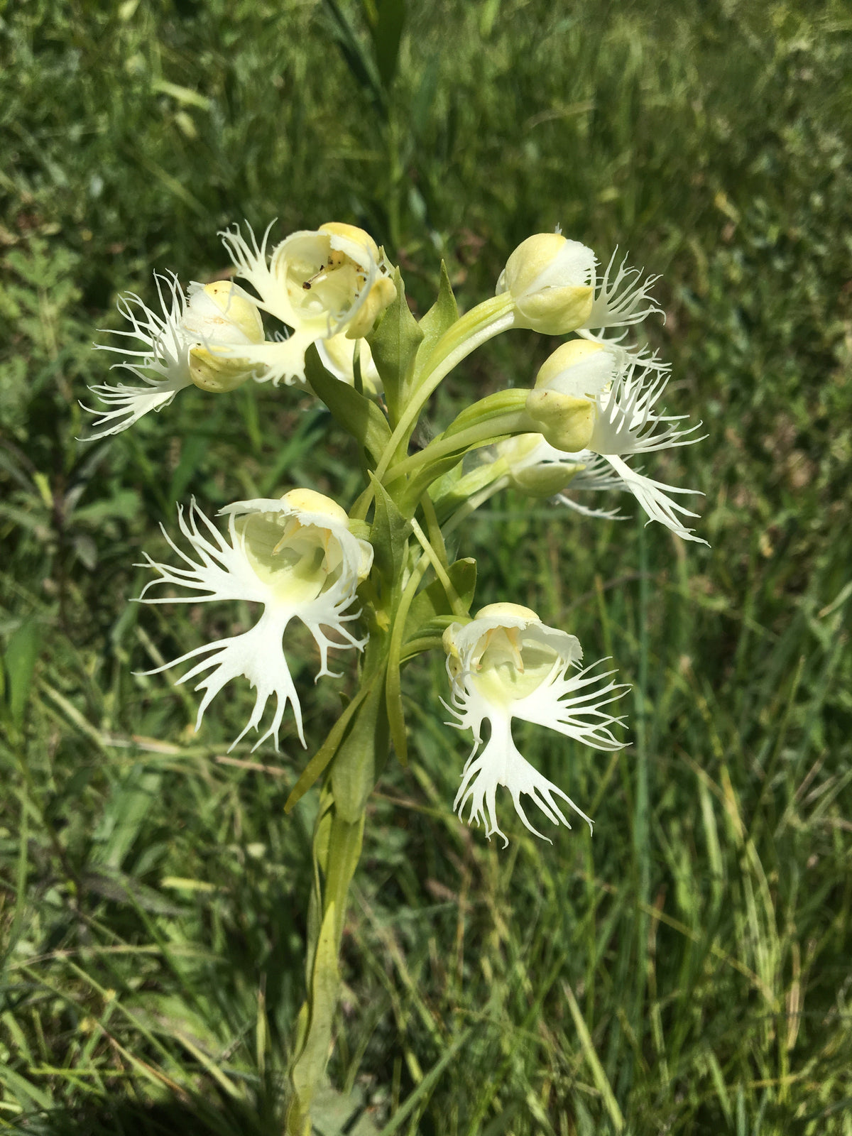 Fringed Orchid Flower seeds for Planting Perfect for Borders Heirloom & GMO Free Seeds for Home Garden