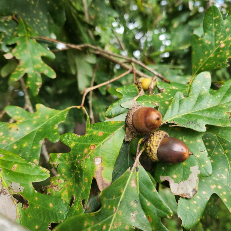 White oak seeds growing into young saplings in native forest