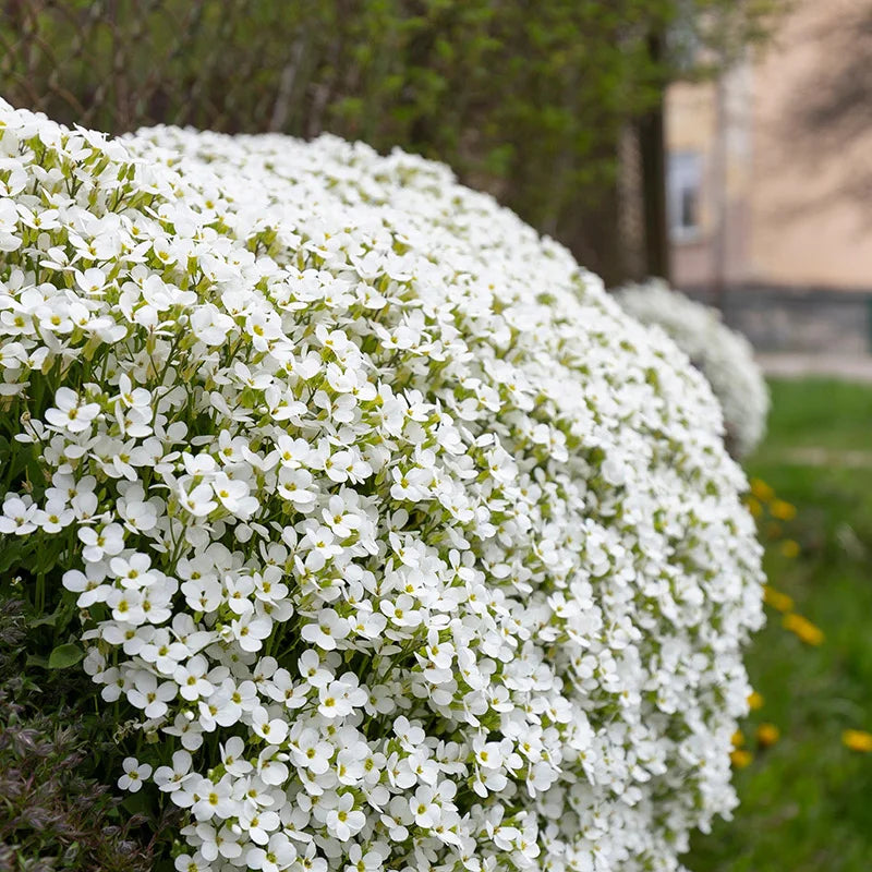 White Rock Cress Plant Seeds for Planting