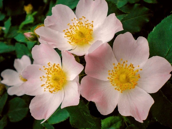 Rosehip Flower seeds for Planting Wildflower Mix Heirloom & GMO Free Seeds for Home Garden