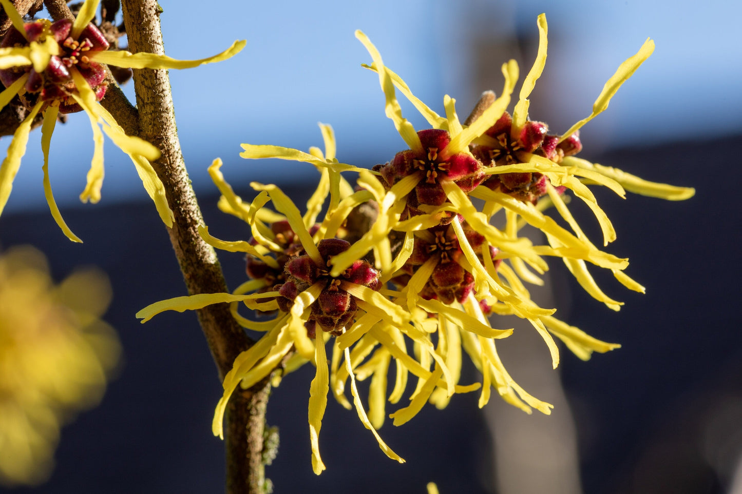 Close-Up of Witch Hazel Branch with Yellow Flowers