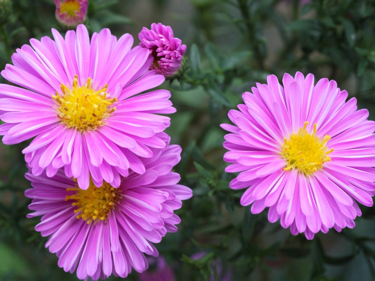 Heirloom Aster Flower seeds for Planting Wildflower Mix Heirloom & GMO Free Seeds for Home Garden