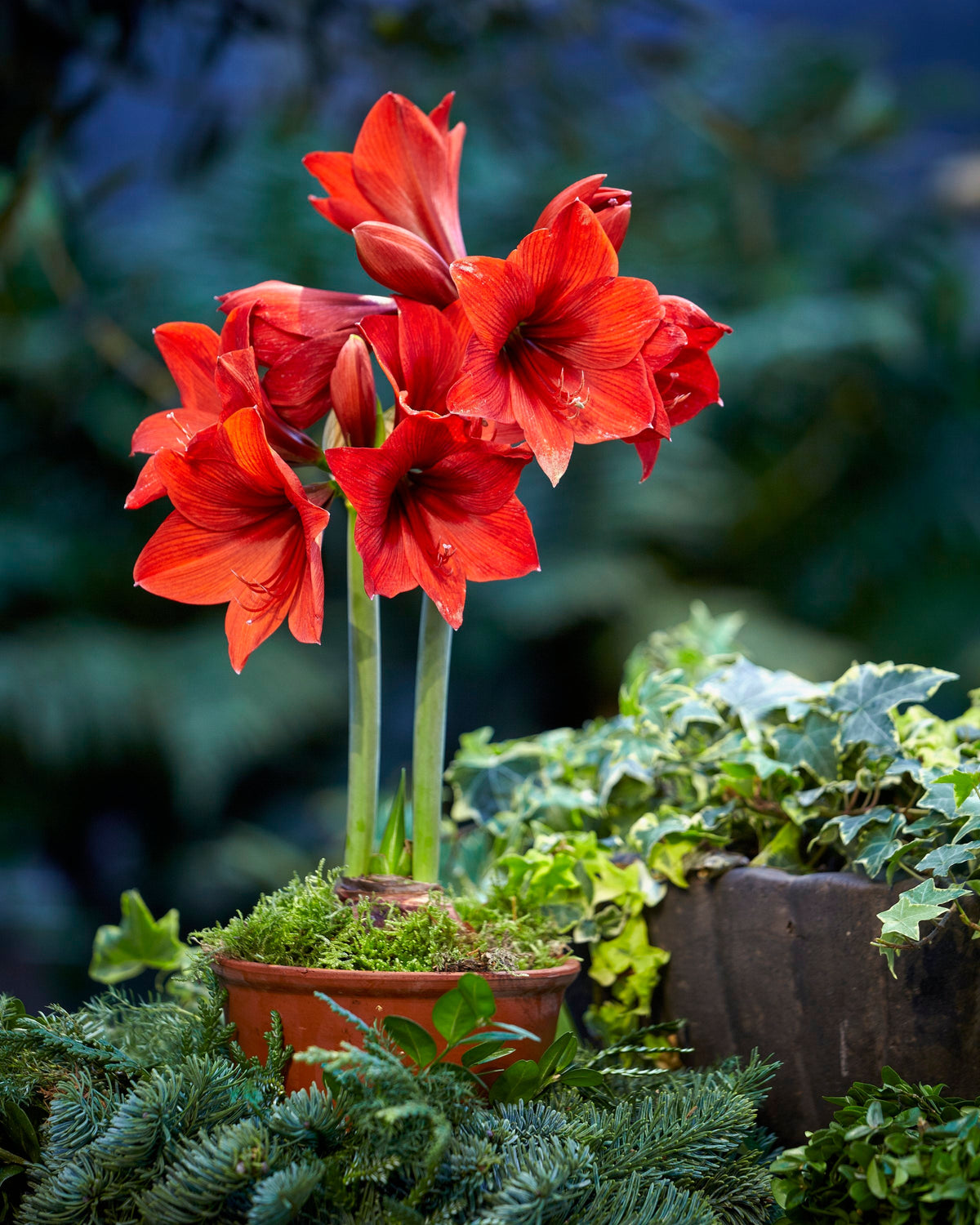 Amaryllis Flower seeds for Planting - Colorful Display, Heirloom & GMO Free Seeds for Home Garden