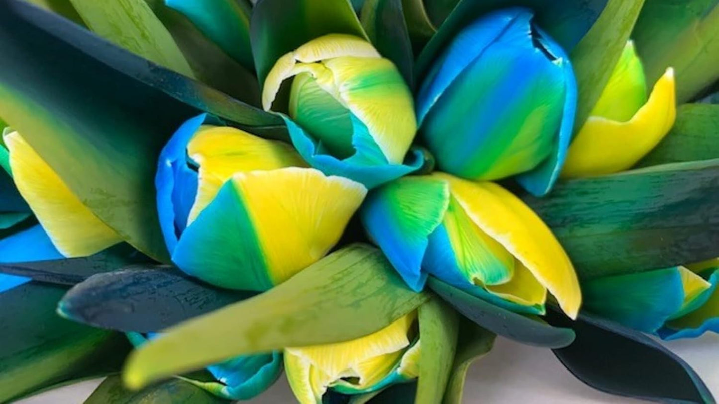 Yellow & Blue Tulip Flower Seeds for Planting