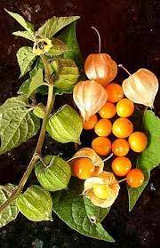 Yellow ground cherry seeds for planting edible tomatillo vines