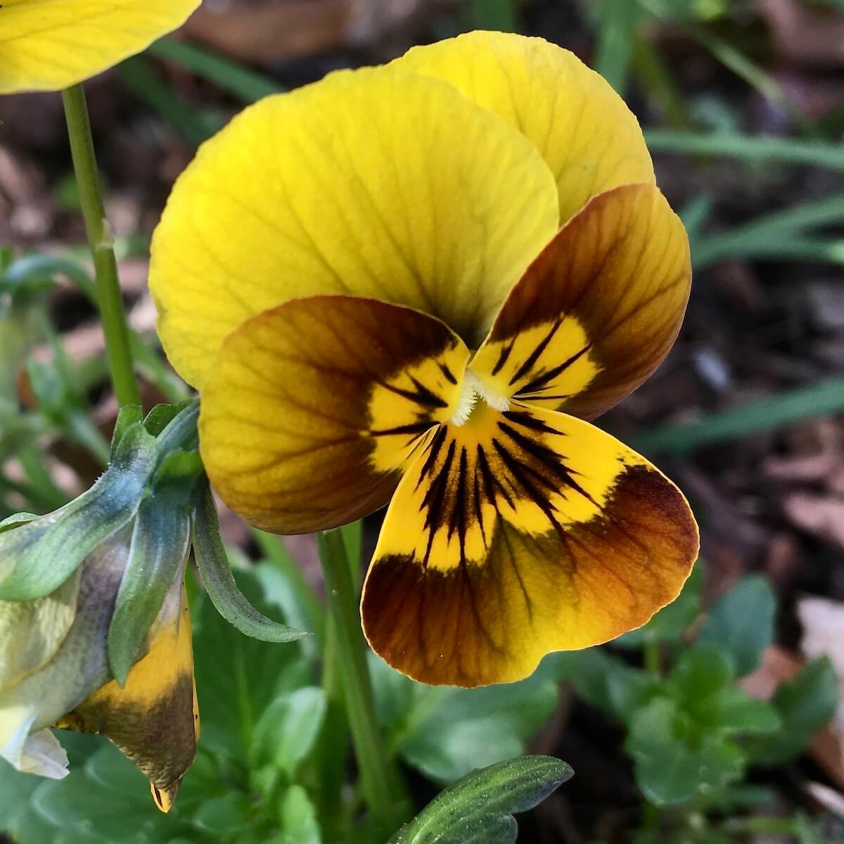 Pansies Flower seeds for Planting Easy to Grow Heirloom & GMO Free Seeds for Home Garden