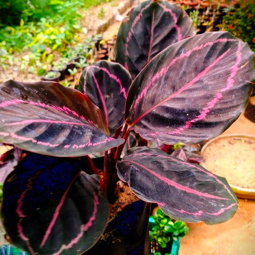 Black Calathea Flower seeds for Planting - Long Bloom Season, Heirloom & GMO Free Seeds for Home Garden