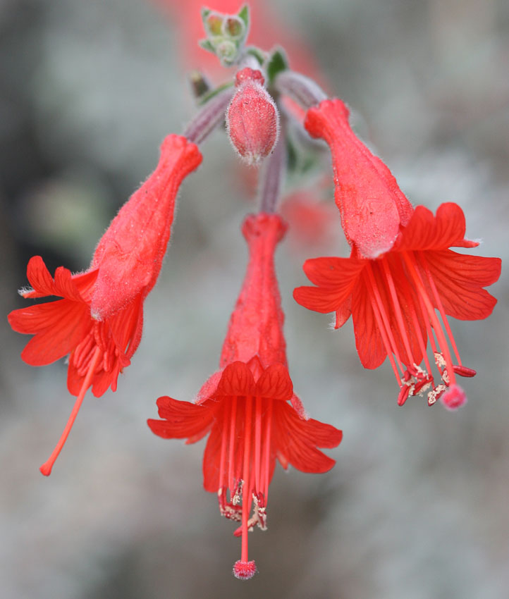 Epilobium Canum Flower seeds for Planting Fragrant Blossoms Heirloom & GMO Free Seeds for Home Garden